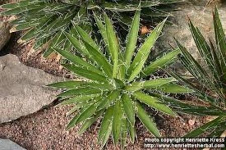 Agave Filifera - Agave