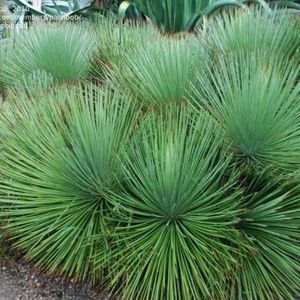 Agave Gemniflora - Agave