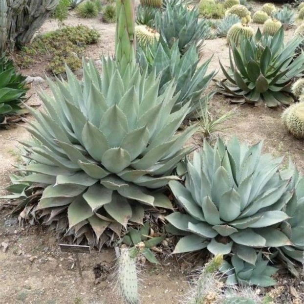 Agave Havardiana - Agave