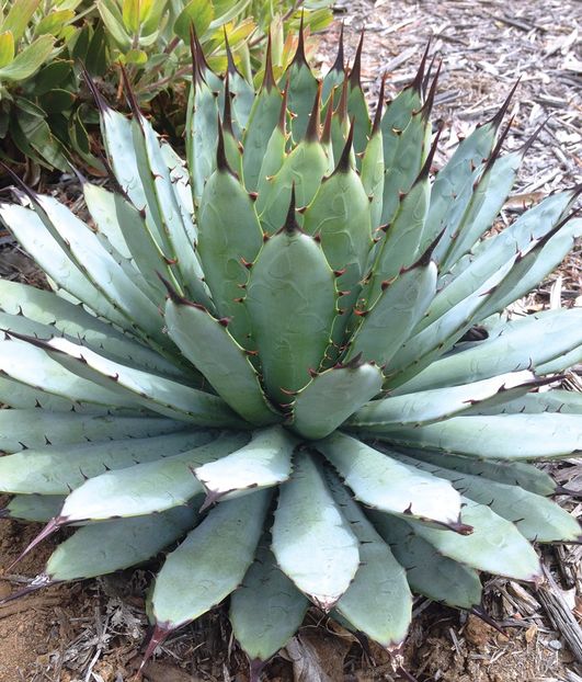 Agave macroacantha Black-Spined - Agave