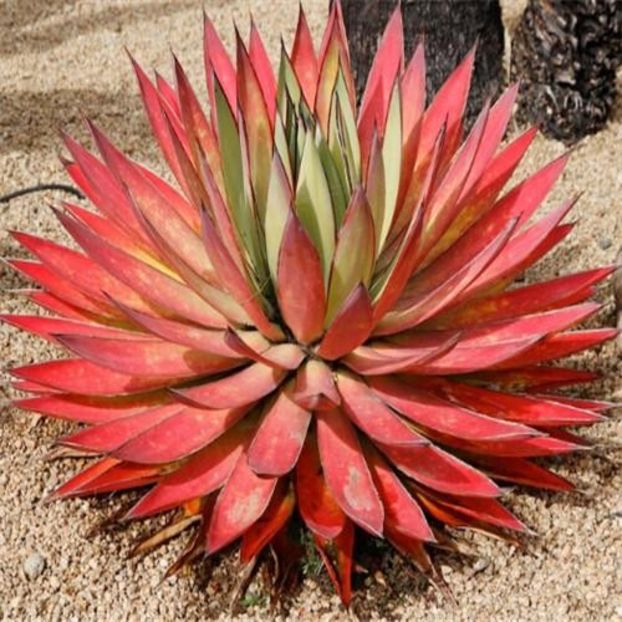 Agave Red Malagasy - Agave