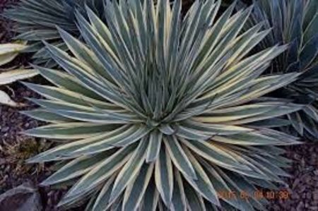 Agave Snow Glow - Agave