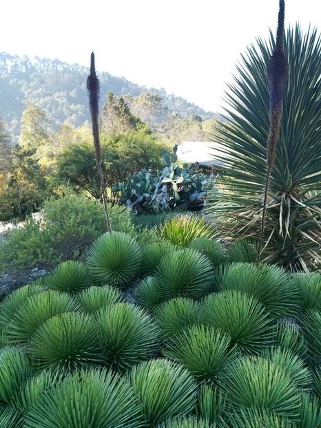 Agave stricta Hedgehog - Agave