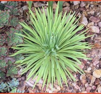 Agave Stricta Nana - Agave