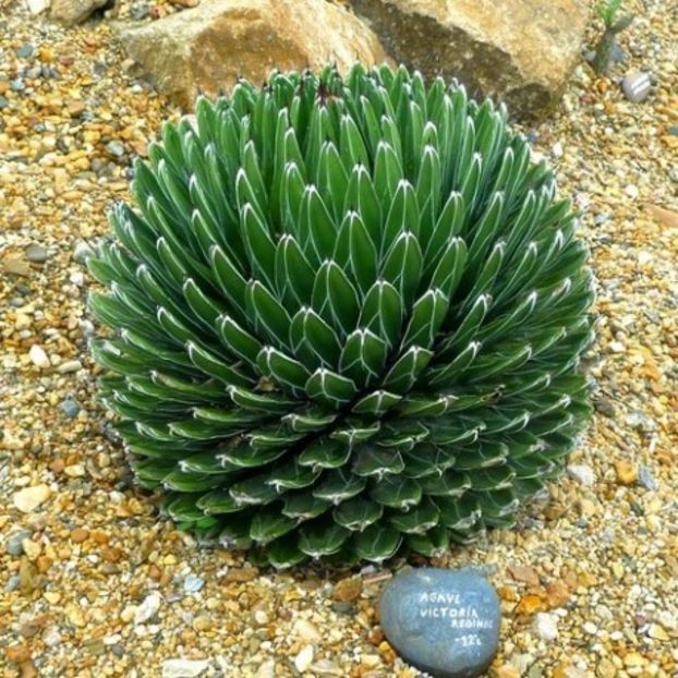 Agave Victoria Reginae - Agave