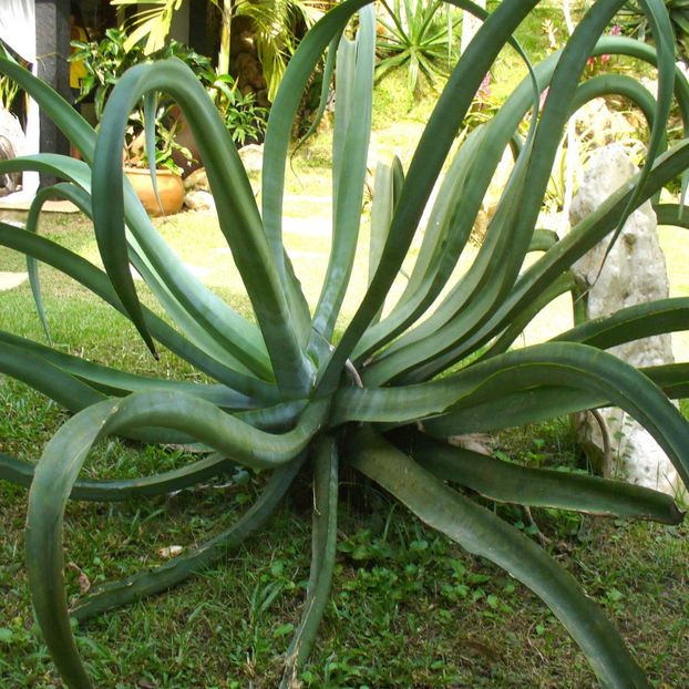 Agave Vilmoriniana Octopus Arms - Agave