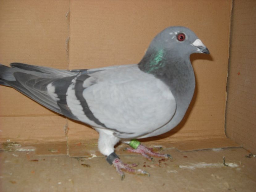 F. - UNDEVA IN SUCEAVA arhiva