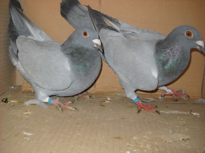  - UNDEVA IN SUCEAVA arhiva