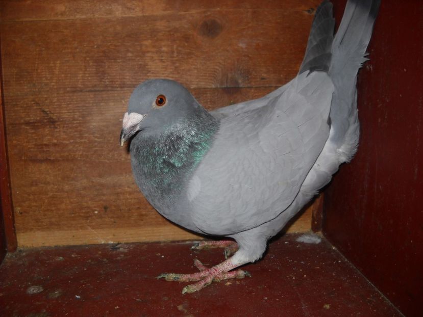  - UNDEVA IN SUCEAVA arhiva