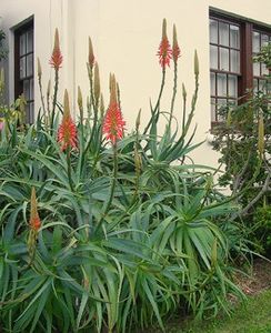 Aloe arborescens Torch Aloe - Aloe - plante suculente