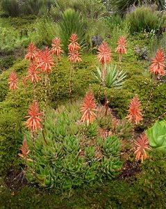 Aloe brevifolia - Aloe - plante suculente