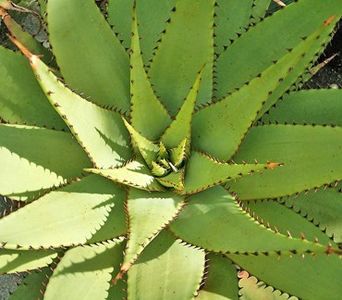 Aloe broomii - Aloe - plante suculente