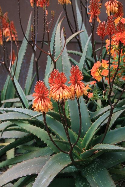 Aloe camperi - Aloe - plante suculente