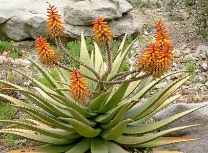 Aloe claviflora Jackal's Tail Aloe - Aloe - plante suculente
