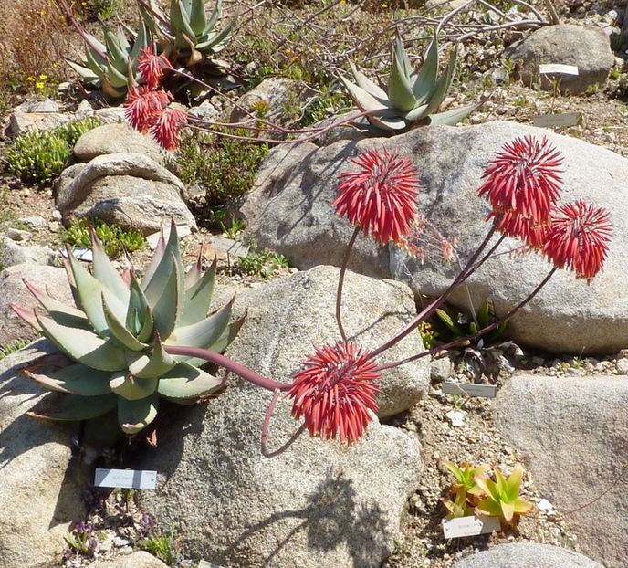 Aloe comptonii - Aloe - plante suculente