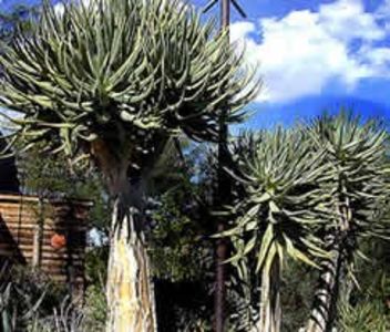 Aloe dichotoma Tree Aloe - Aloe - plante suculente