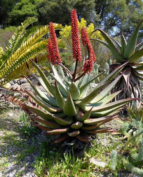 Aloe ferox Cape Aloe - Aloe - plante suculente