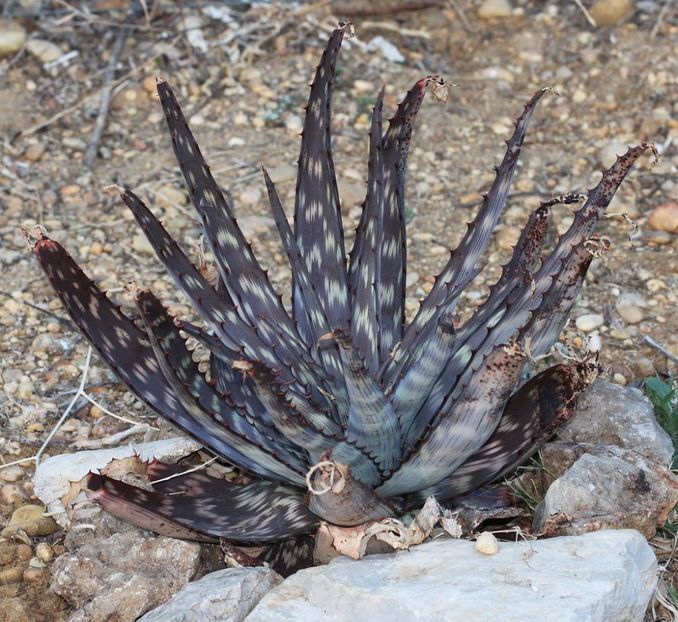 Aloe fosteri - Aloe - plante suculente