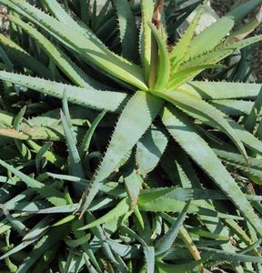 Aloe glauca Blue Aloe - Aloe - plante suculente