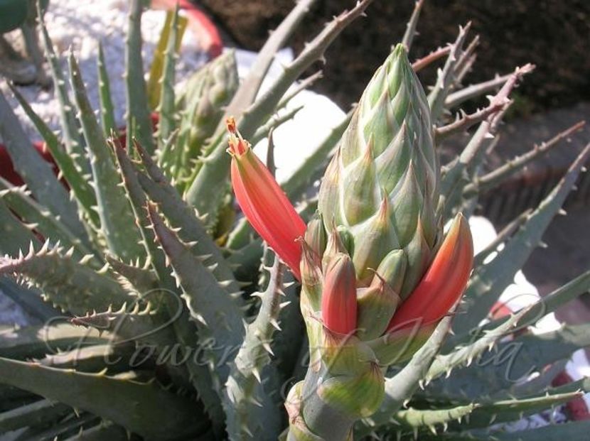 Aloe humilis Spider Aloe - Aloe - plante suculente