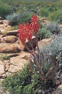 Aloe krapohliana - Aloe - plante suculente