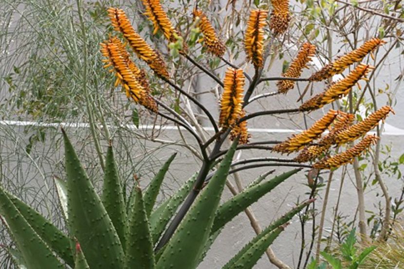 Aloe marlothii Flat Flowered Aloe - Aloe - plante suculente
