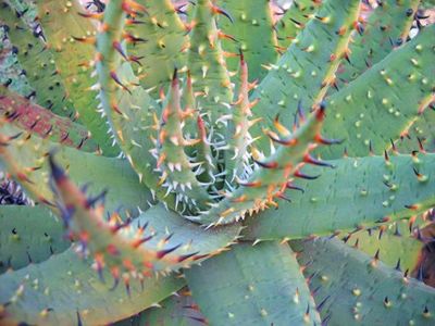 Aloe melanacantha Black Spined Aloe - Aloe - plante suculente