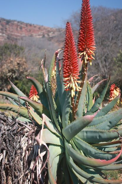 Aloe mutabilis - Aloe - plante suculente