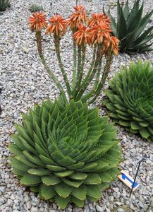 Aloe polyphylla Spiral Aloe - Aloe - plante suculente