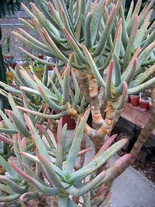 Aloe ramosissima Maiden's Quiver Tree - Aloe - plante suculente