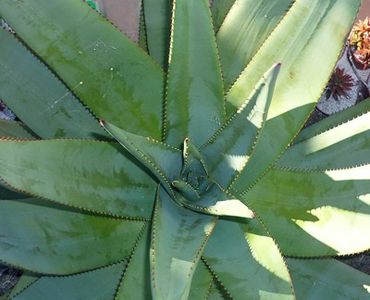 Aloe reitzii - Aloe - plante suculente