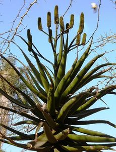 Aloe rupestris Bottlebrush Aloe - Aloe - plante suculente