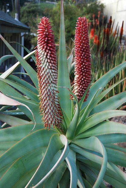 Aloe speciosa Tilt-Head Aloe - Aloe - plante suculente