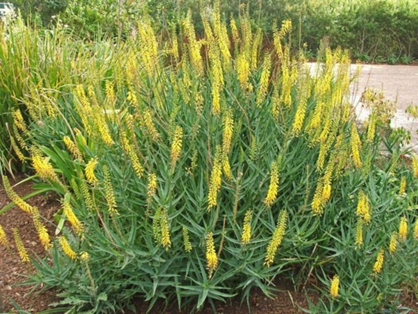 Aloe tenuior Fence Aloe - Aloe - plante suculente