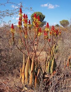 Aloe wickensii - Aloe - plante suculente