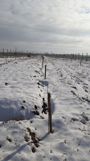  - Livada 1 anul I 2018