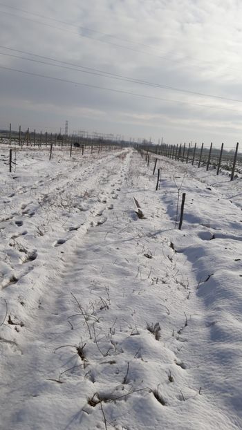  - Livada 1 anul I 2018