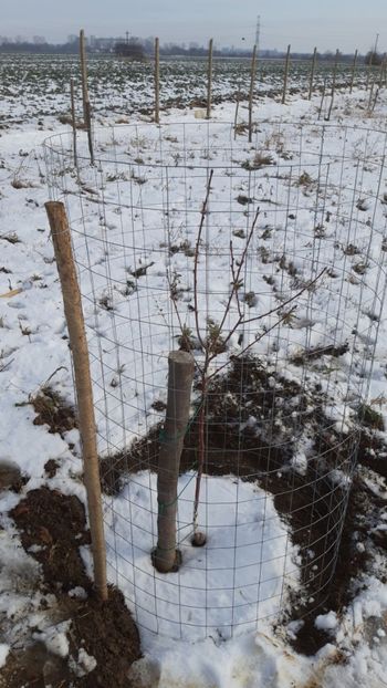  - Livada 1 anul I 2018