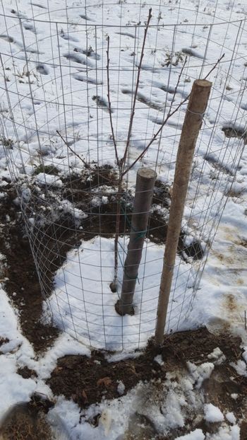  - Livada 1 anul I 2018