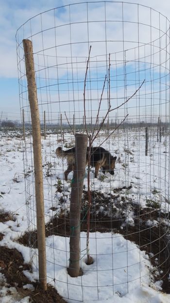  - Livada 1 anul I 2018