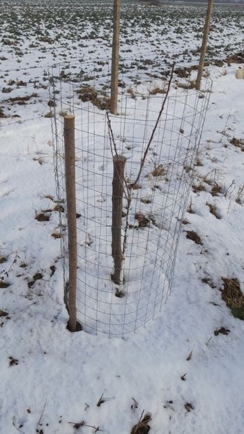  - Livada 1 anul I 2018