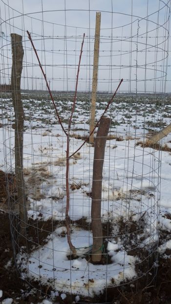  - Livada 1 anul I 2018