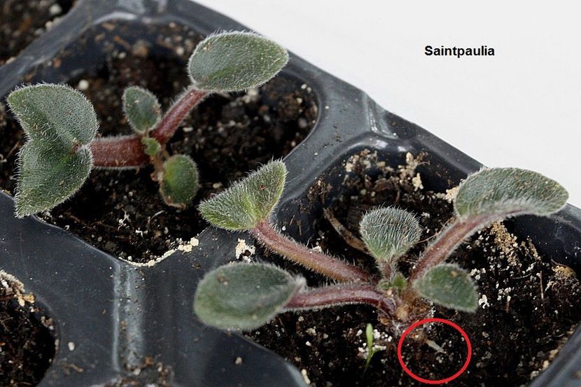 20.11.18 - 1 Suckers si forma