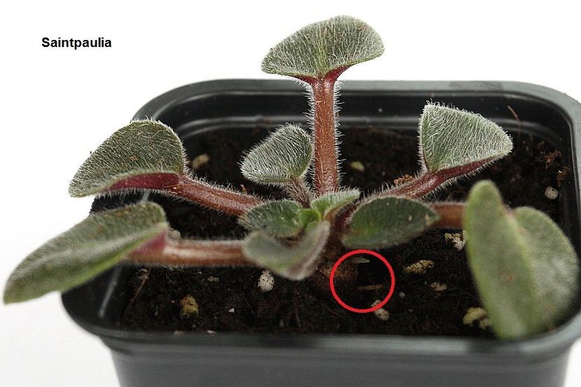 20.11.18 - 1 Suckers si forma