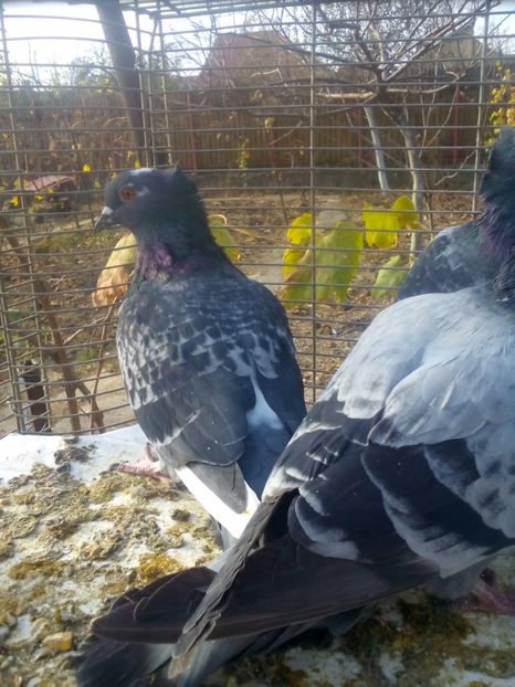  - zburător de beograd