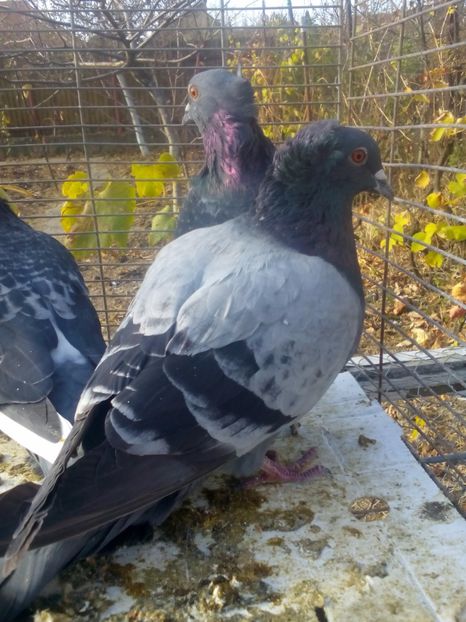  - zburător de beograd