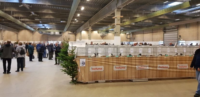  - u EXPO EUROPEANA 2018-Europaschau 2018 Herning DK