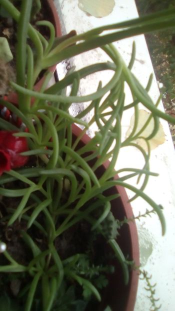 IMG-20181120-WA0016 - CACTUSI si SUCULENTE