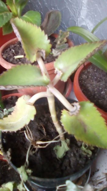 IMG-20181120-WA0022 - CACTUSI si SUCULENTE