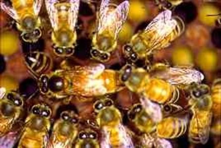 Matca cu suita de albine - MATCA ALBINELOR